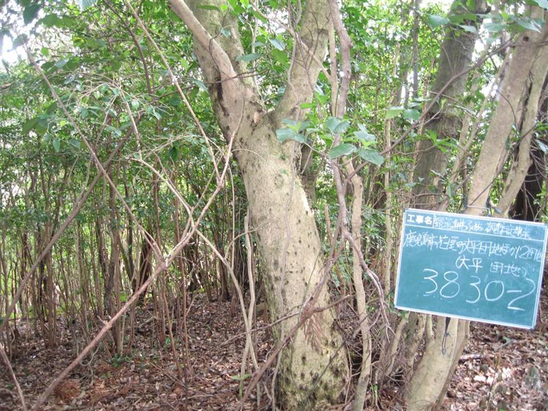 Tv摜